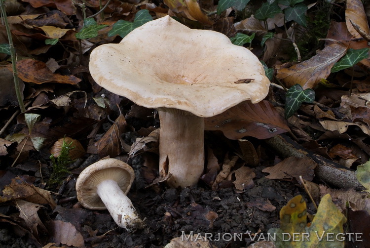 Bleke melkzwam - Lactarius pallidus